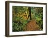 USA, Oregon, Silver Falls State Park. Scenic Park Trail-Steve Terrill-Framed Photographic Print