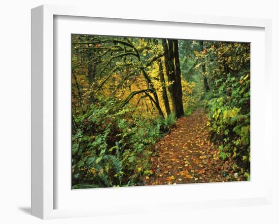 USA, Oregon, Silver Falls State Park. Scenic Park Trail-Steve Terrill-Framed Photographic Print