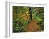 USA, Oregon, Silver Falls State Park. Scenic Park Trail-Steve Terrill-Framed Photographic Print