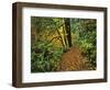 USA, Oregon, Silver Falls State Park. Scenic Park Trail-Steve Terrill-Framed Photographic Print