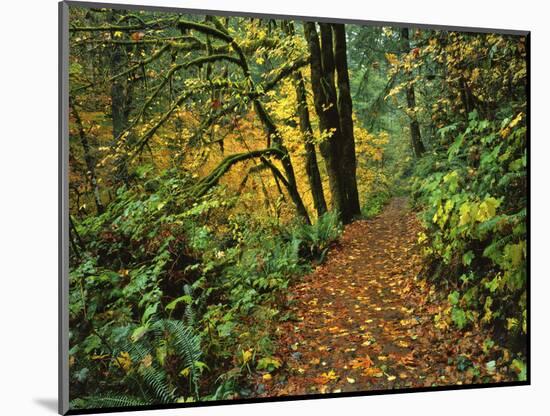 USA, Oregon, Silver Falls State Park. Scenic Park Trail-Steve Terrill-Mounted Photographic Print