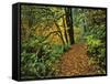 USA, Oregon, Silver Falls State Park. Scenic Park Trail-Steve Terrill-Framed Stretched Canvas