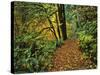 USA, Oregon, Silver Falls State Park. Scenic Park Trail-Steve Terrill-Stretched Canvas