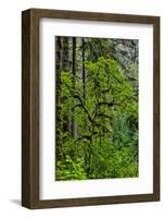 USA, Oregon, Silver Falls State Park-Joe Restuccia III-Framed Photographic Print