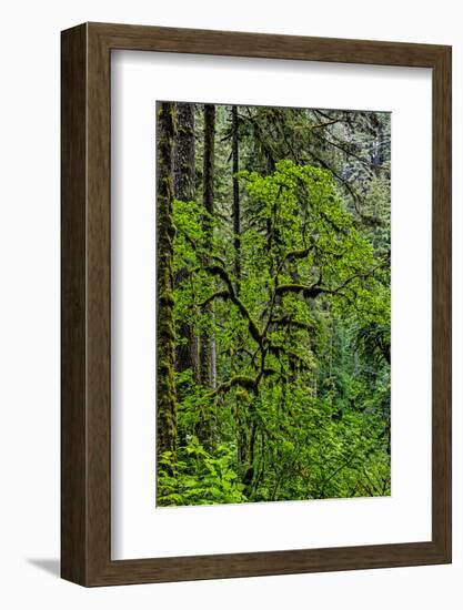 USA, Oregon, Silver Falls State Park-Joe Restuccia III-Framed Photographic Print