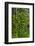 USA, Oregon, Silver Falls State Park-Joe Restuccia III-Framed Photographic Print