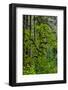 USA, Oregon, Silver Falls State Park-Joe Restuccia III-Framed Photographic Print