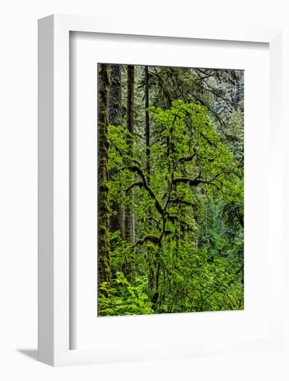 USA, Oregon, Silver Falls State Park-Joe Restuccia III-Framed Photographic Print