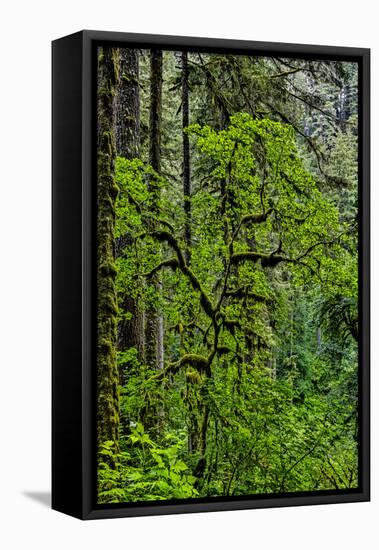 USA, Oregon, Silver Falls State Park-Joe Restuccia III-Framed Stretched Canvas