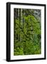 USA, Oregon, Silver Falls State Park-Joe Restuccia III-Framed Photographic Print