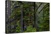 USA, Oregon, Silver Falls State Park-Joe Restuccia III-Stretched Canvas