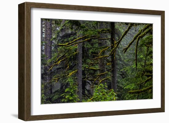 USA, Oregon, Silver Falls State Park-Joe Restuccia III-Framed Photographic Print