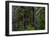 USA, Oregon, Silver Falls State Park-Joe Restuccia III-Framed Photographic Print