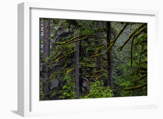 USA, Oregon, Silver Falls State Park-Joe Restuccia III-Framed Photographic Print