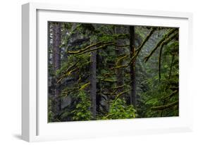 USA, Oregon, Silver Falls State Park-Joe Restuccia III-Framed Photographic Print