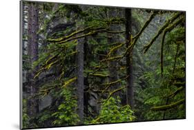 USA, Oregon, Silver Falls State Park-Joe Restuccia III-Mounted Photographic Print