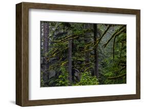 USA, Oregon, Silver Falls State Park-Joe Restuccia III-Framed Photographic Print