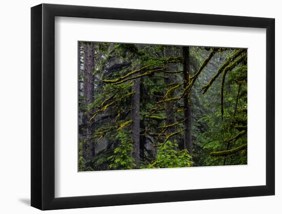 USA, Oregon, Silver Falls State Park-Joe Restuccia III-Framed Photographic Print