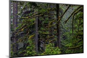 USA, Oregon, Silver Falls State Park-Joe Restuccia III-Mounted Photographic Print