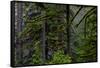 USA, Oregon, Silver Falls State Park-Joe Restuccia III-Framed Stretched Canvas