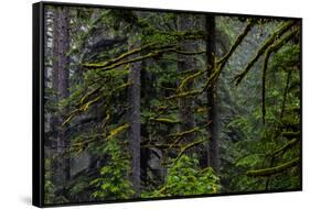 USA, Oregon, Silver Falls State Park-Joe Restuccia III-Framed Stretched Canvas