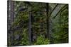 USA, Oregon, Silver Falls State Park-Joe Restuccia III-Stretched Canvas