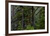 USA, Oregon, Silver Falls State Park-Joe Restuccia III-Framed Photographic Print