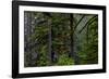 USA, Oregon, Silver Falls State Park-Joe Restuccia III-Framed Photographic Print