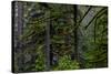 USA, Oregon, Silver Falls State Park-Joe Restuccia III-Stretched Canvas