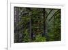 USA, Oregon, Silver Falls State Park-Joe Restuccia III-Framed Photographic Print