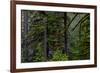 USA, Oregon, Silver Falls State Park-Joe Restuccia III-Framed Photographic Print