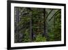 USA, Oregon, Silver Falls State Park-Joe Restuccia III-Framed Photographic Print