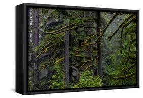 USA, Oregon, Silver Falls State Park-Joe Restuccia III-Framed Stretched Canvas