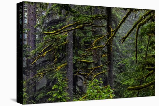 USA, Oregon, Silver Falls State Park-Joe Restuccia III-Stretched Canvas