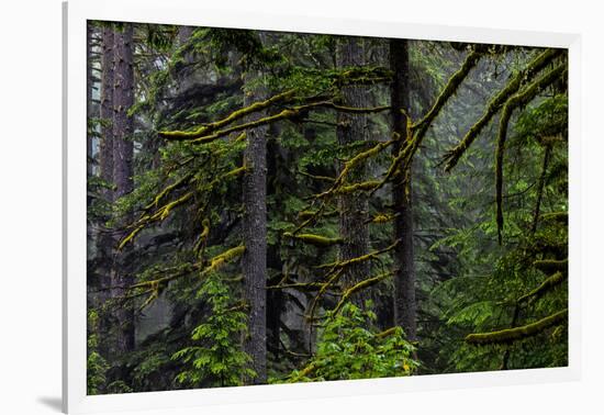 USA, Oregon, Silver Falls State Park-Joe Restuccia III-Framed Photographic Print