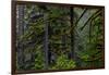 USA, Oregon, Silver Falls State Park-Joe Restuccia III-Framed Photographic Print