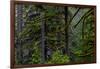 USA, Oregon, Silver Falls State Park-Joe Restuccia III-Framed Photographic Print