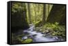 USA, Oregon. Spring view of Ruckle Creek in the Columbia River Gorge.-Gary Luhm-Framed Stretched Canvas