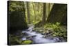 USA, Oregon. Spring view of Ruckle Creek in the Columbia River Gorge.-Gary Luhm-Stretched Canvas