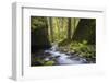 USA, Oregon. Spring view of Ruckle Creek in the Columbia River Gorge.-Gary Luhm-Framed Photographic Print