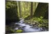 USA, Oregon. Spring view of Ruckle Creek in the Columbia River Gorge.-Gary Luhm-Mounted Photographic Print