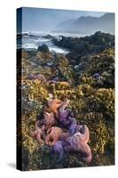 USA, Oregon. Starfish and Sea Stars at Low Morning Tide-Jaynes Gallery-Stretched Canvas