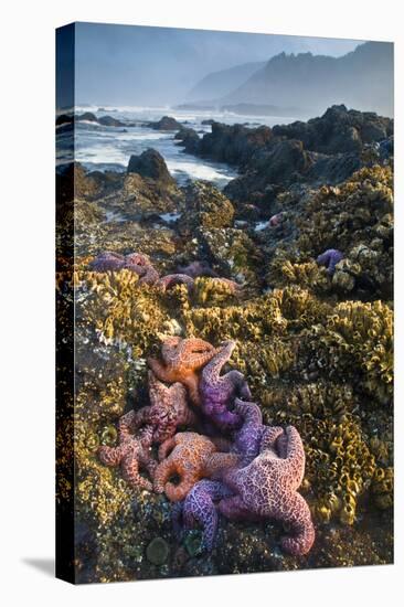 USA, Oregon. Starfish and Sea Stars at Low Morning Tide-Jaynes Gallery-Stretched Canvas