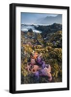 USA, Oregon. Starfish and Sea Stars at Low Morning Tide-Jaynes Gallery-Framed Premium Photographic Print