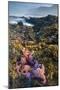 USA, Oregon. Starfish and Sea Stars at Low Morning Tide-Jaynes Gallery-Mounted Premium Photographic Print