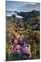USA, Oregon. Starfish and Sea Stars at Low Morning Tide-Jaynes Gallery-Mounted Photographic Print