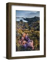 USA, Oregon. Starfish and Sea Stars at Low Morning Tide-Jaynes Gallery-Framed Photographic Print