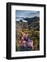 USA, Oregon. Starfish and Sea Stars at Low Morning Tide-Jaynes Gallery-Framed Photographic Print