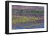 USA, Oregon, Tahkenitch Lake. Abstract of Duck Weed on Lake-Don Paulson-Framed Photographic Print