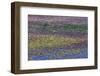 USA, Oregon, Tahkenitch Lake. Abstract of Duck Weed on Lake-Don Paulson-Framed Photographic Print